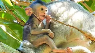 What are you doing baby monkey?