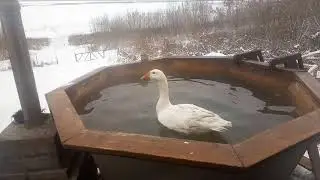 Праздник для гуся в чане ) Зимнее купание гусей.