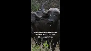 Are Buffalo Extinct, Dangerous, and Can They Swim? 🌍🐃 | The Truth About These Majestic Animals