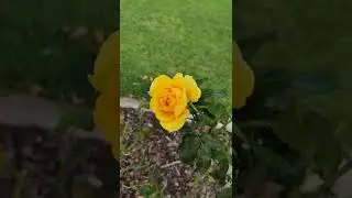 Victoria Gold Rose