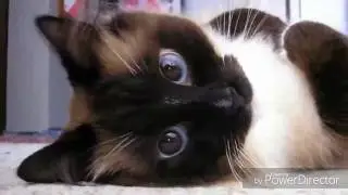 Милые котейки)