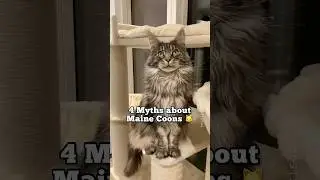 4 Myths about Maine Coon cats 🐱 