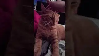 What Is Love? 😝 #orangekitten #orangecatbehavior #orangecats #orangecat #funnycatvideo #funnycats