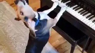 Поющая собака...