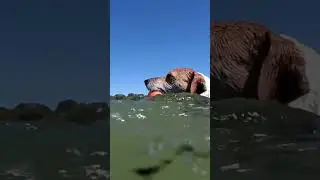 A jack russell chases a ball in the water
