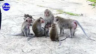 Discipline Monkey troop