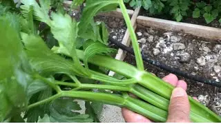 Free Celery Follow Up video. Amazing results!