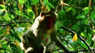Jane, the Oldest Monkey, Enjoys Freedom and Love in the Jungle 🌿❤️