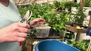 Размножить клематис весной легко. Результат 💯.