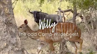 Wildebeest thinks it is a Nyala – Willy, the odd Camp-Wildebeest