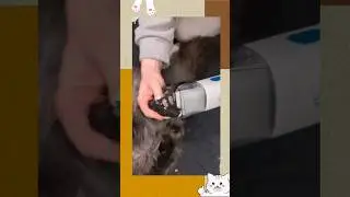 Vacuum Grooming cats and dog with brush tools #cat #catvideos #catlover #vacuumcleaner #amazonfinds