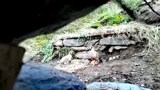 Шикори кабк бо тур -  Модакабк бо чучахош дар лаби чашма 👉👍🇹🇯🇹🇯🇹🇯
