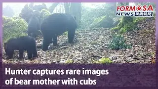 Hunter captures rare images of bear mother with cubs｜Taiwan News