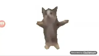 оригинал видео кота