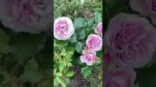 Срезочная роза премиум-класса Монмартр