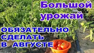 Томаты.Обязательно сделать в августе.Открытый грунт.Уход.Обработка.Подкормка.