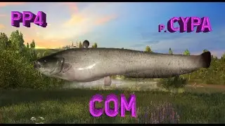 СОМ НА РЕКЕ СУРА [РУССКАЯ РЫБАЛКА 4]