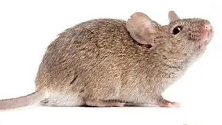 चूहे भगाने के  नुस्खे आजमाये / Chunhe bhagane ke  tips  .