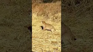 Bobcat on a catch pole easy #ALsOutdoors #trapping #westvirginia