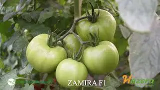ZAMIRA F1 / AGRO EXPORT GROUP