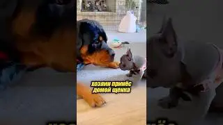 A new friend for the pet dog 🐶🥹