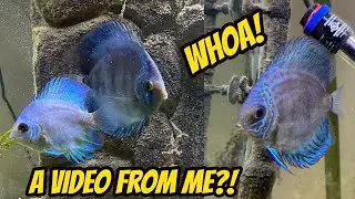 Fishy update June 2023