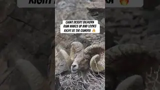 Giant Desert Bighorn Ram wakes up and looks directly at the camera #hunting #bighorn #shorts