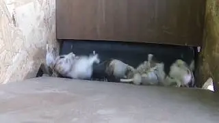Дробилка для чеснока.