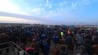 БЕРУНИЙ МОЛ БОЗОРИ 30.01.2023