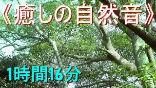 《癒しの自然音》セミの鳴き声（真夏の森林）【1時間16分】安らぎ・ﾘﾗｯｸｽ・ﾘﾌﾚｯｼｭ・ｽﾄﾚｽ解消・安眠・快眠・熟睡