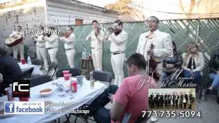 Mariachi Perla de Mexico