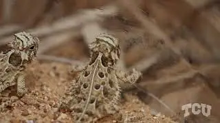 Trailer: This TCU research team is saving the planet. Starting with our mascot.