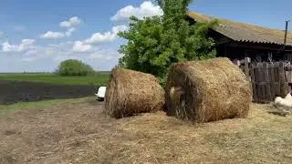посадка картофеля под трактор