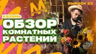 Комнатные растения в Казани! Обзор. Выпуск 23 #растенияКазань