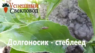 Долгоносик - стеблеед
