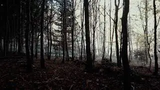 Wald: Gehen im Unterholz