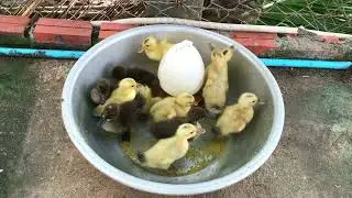 Baby ducklings feeding and swimming so cute