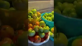 Собираю урожай томатов с грядки 2024 #shots #томаты