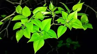 Футаж листя. Footage of leaves.