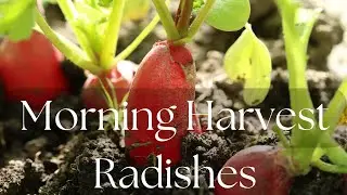 Morning Picking Radishes for our Roadside Stand