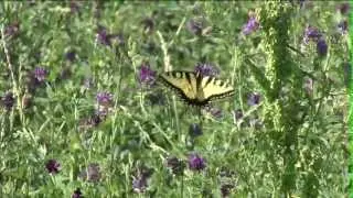 Explore Elkader, Iowa