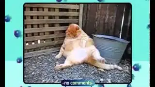 «Кот парад»