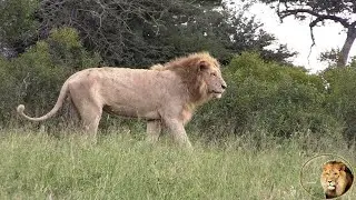 Casper The White Lion UPDATE