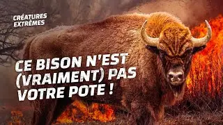 Faites face à un bison furieux !