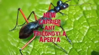 NEW carrier ant! Tricondyla Aperta!