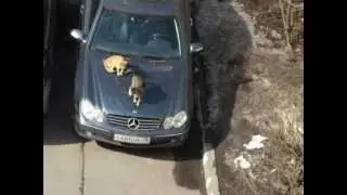 воскресная котодвижуха DSCN5219