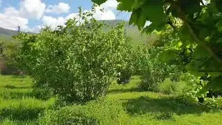 Крым Бельбекская долина посёлок Нагорное.20 соток Ижс