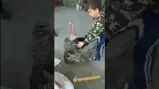 ГУЛГУЛ РАКИСГА ТУШЙАПДИ