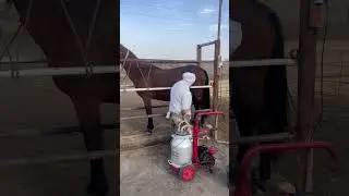 Саумал өте пайдалы! #вулкан #horse #каратау #малбазар #art #казахстан #лошади #the #volcano