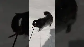 приветик от дедушки мишки